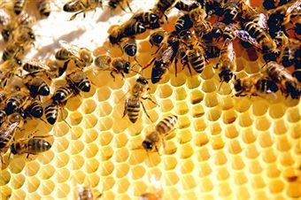 Panal de miel, abejas