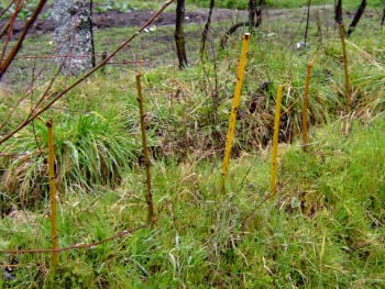 Estaquillado de unos esquejes de bimbios (chant�ns)