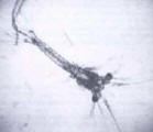 langost_zoea.jpg (3704 bytes)