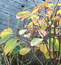 Cuando las plantas están faltas de nitrógeno presentan hojas débiles y de colores verde-amarillentas