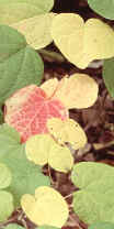 La clorosis presenta hojas raquíticas y amarillentas