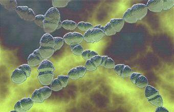 bio_bacterias.jpg (10249 bytes)