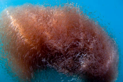 bio_banco_krill.jpg (2245 bytes)