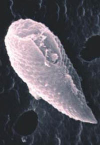 bio_fitoplacton.jpg (8965 bytes)