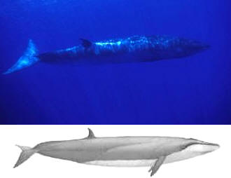 FyF_ballena_boba.jpg (20025 bytes)