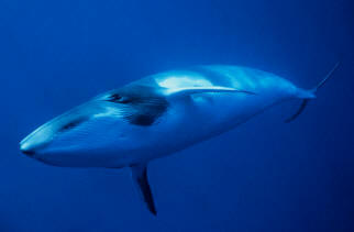 FyF_ballena_enana.jpg (6486 bytes)