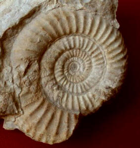 geol_ammonite.jpg (4701 bytes)