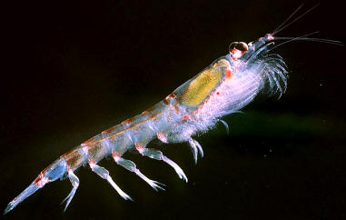 bio_Krill