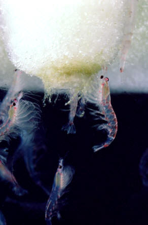 Ejemplares de Krill (Euphausia superba)
