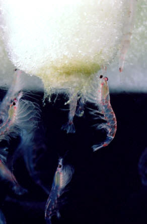 bio_krill3.jpg (6163 bytes)