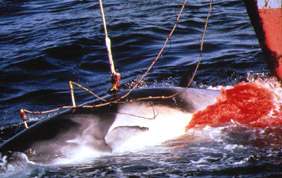 pol_captura_ballena.jpg (11572 bytes)