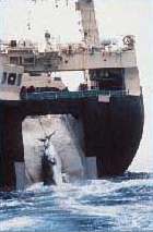 caza_ballenas.jpg (6280 bytes)