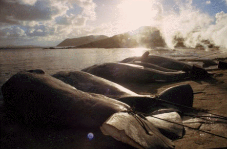 pol_tipo_ballenas.gif (8492 bytes)