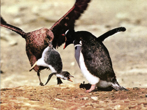 Una Skúa parda (Catharacta Lonnbergi) robando un pollo de de pingüino