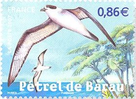 Petrel de Barau [Pterodroma baraui]