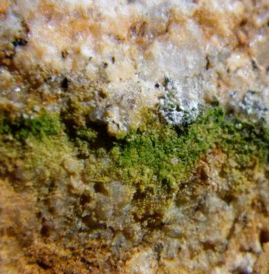 Cianobacterias viviendo en rocas del continente antártico