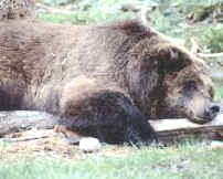 oso.jpg (9282 bytes)