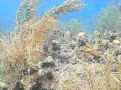 plantas_acuat.jpg (19731 bytes)