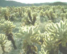 plantas_desierto.jpg (22891 bytes)