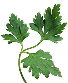Perejil (Petrosilinum sativum)