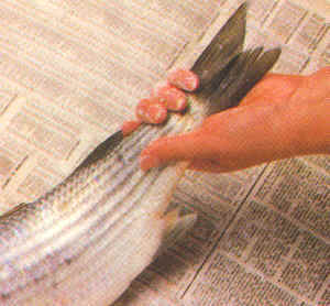 Limpieza de pescados