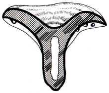 En el dibujo, se ha querido evidenciar donde el l�tex se manifiesta de manera m�s vistosa con la correspondiente coloraci�n de la carne.