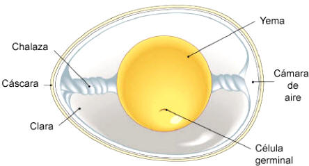 Estructura del huevo