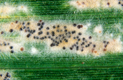 En agricultura, las plagas pueden ser causa de graves daños en las cosechas o destruir toda una producción. En la imagen, una hoja de trigo afectada por Erysiphe graminis (oidio de los cereales)