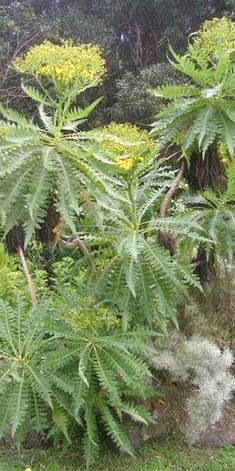 Jard�n canario Viera y Clavijo. Sonchus palmensis
