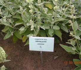 Jard�n canario Viera y Clavijo. Chagorra de Risco (Sideritis pumila)