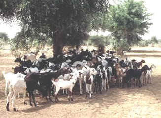 Más del 90% de la población activa de Níger se dedica al sector agropecuario
