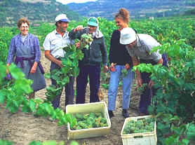 migración estacional