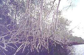 Los manglares son la representación tropical de las zonas intermareales convertidas en marismas