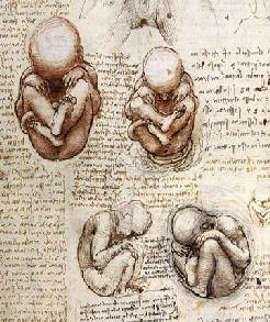 Dibujos del feto en el útero materno