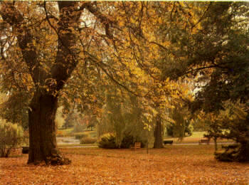 Arboretum, la zona más amplia del Jardín visto en otoño. En primer término se puede observar un castaño (Castanea sativa)