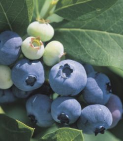 arandano_mini.jpg (4841 bytes)