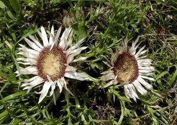 carlina_angelica.jpg (20488 bytes)