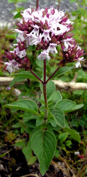 oregano.jpg (12672 bytes)