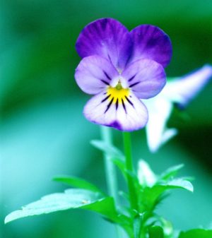 Trinitaria (Viola tricolor)
