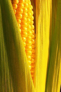 América también aportó al Viejo Mundo un cereal, el maíz, que ya se cultivaba en México hace más de 4.500 años