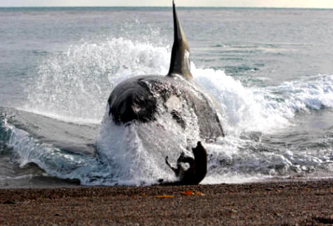 Impresionante imagen de una orca cazando una foca al borde mismo de una playa