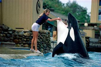 Las orcas son muy activas y acrobáticas.