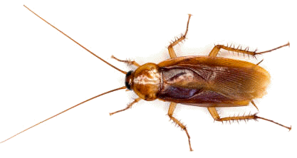 Las vulgarmente conocidas como cucarachas, son insectos dictiópteros integrados en el suborden Blátidos