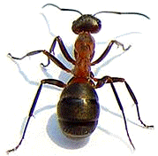 Las hormigas son himenópteros integrados en la familia Formícidos