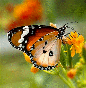 Las mariposas se integran dentro del orden Lepidópteros