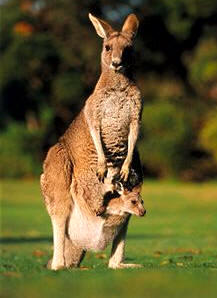 Los marsupiales se caracterizan por la posesión de una ...
