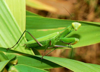 La Mantis religiosa es un voraz insecto dictióptero integrado en el suborden Mántidos