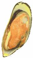 Ostras y mejillones son moluscos que se integran en la clase de los pelecípodos o lamelibranquios (bivalvos)