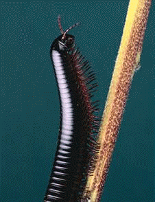 Los conocidos como milpiés, son miriápodos integrados en la subclase Diplópodos