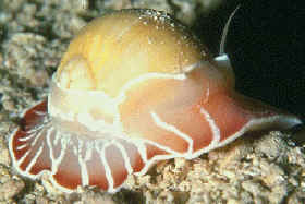 Molusco marino del género Nautilus
